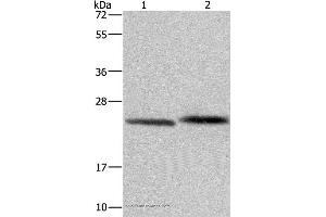 Western blot analysis of Human prostate tissue and Raji cell, using GLO1 Polyclonal Antibody at dilution of 1:400