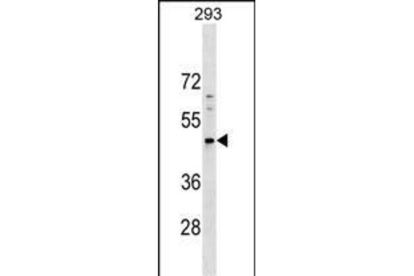 PNMA5 antibody  (C-Term)