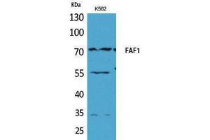 Western Blotting (WB) image for anti-Fas (TNFRSF6) Associated Factor 1 (FAF1) (Internal Region) antibody (ABIN3187693) (FAF1 antibody  (Internal Region))