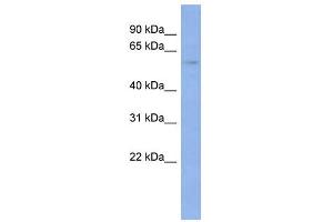 WB Suggested Anti-IRF7 Antibody Titration:  0. (IRF7 antibody  (Middle Region))