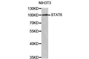 Western Blotting (WB) image for anti-Signal Transducer and Activator of Transcription 6, Interleukin-4 Induced (STAT6) antibody (ABIN1874972) (STAT6 antibody)