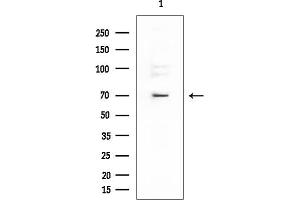 anti-Collapsin Response Mediator Protein 1 (CRMP1) (C-Term) antibody