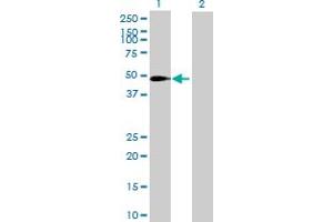 Western Blot analysis of SLC37A3 expression in transfected 293T cell line by SLC37A3 MaxPab polyclonal antibody. (SLC37A3 antibody  (AA 1-494))