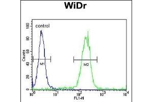 EGR1 Antibody (N-term) (ABIN389442 and ABIN2839514) flow cytometric analysis of WiDr cells (right histogram) compared to a negative control cell (left histogram). (EGR1 antibody  (N-Term))