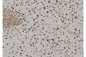 ABIN6277829 at 1/100 staining Mouse liver tissue by IHC-P. (TMX2 antibody  (N-Term))