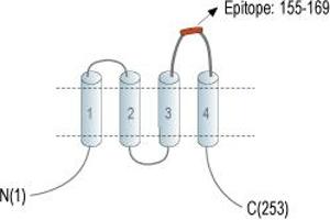 Representative domain view of the target of ABIN7237881.
