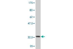 Western Blot detection against Immunogen (32. (COX15 antibody  (AA 92-152))