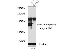 Western blot analysis of extracts from normal (control) and Insulin-degrading enzyme (Insulin-degrading enzyme (IDE)) knockout (KO) HeLa cells, using Insulin-degrading enzyme (Insulin-degrading enzyme (IDE)) antibody (ABIN3022284, ABIN3022285, ABIN3022286 and ABIN1513057) at 1:1000 dilution. (IDE antibody  (AA 1-250))