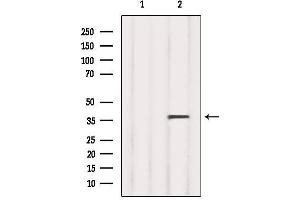 Western blot analysis of extracts from 293, using RLBP1 Antibody. (RLBP1 antibody  (Internal Region))