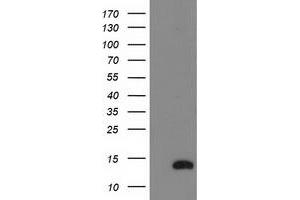 Western Blotting (WB) image for anti-NADH Dehydrogenase (Ubiquinone) 1 alpha Subcomplex, 7, 14.5kDa (NDUFA7) antibody (ABIN1499658) (NDUFA7 antibody)