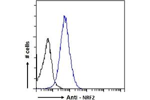 ABIN768601 Flow cytometric analysis of paraformaldehyde fixed HeLa cells (blue line), permeabilized with 0. (NRF2 antibody  (AA 445-458))