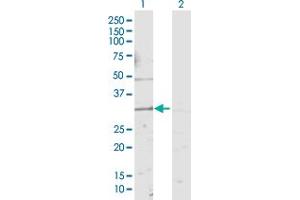 KCNMB4 antibody  (AA 1-210)