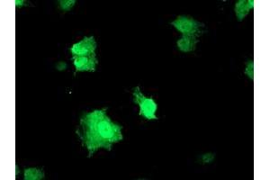 Anti-RFXANK mouse monoclonal antibody (ABIN2455532) immunofluorescent staining of COS7 cells transiently transfected by pCMV6-ENTRY RFXANK (RC223081). (RFXANK antibody)