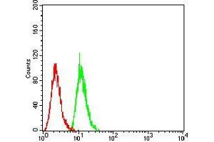 Flow cytometric analysis of HeLa cells using SIRT7 mouse mAb (green) and negative control (red). (SIRT7 antibody  (AA 1-105))