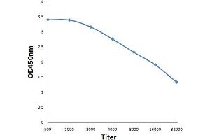 Antigen: 0. (e3F (AA 112-210) antibody)