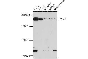 Western blot analysis of extracts of various cell lines, using WSTF Rabbit mAb (ABIN7265935) at 1:1000 dilution. (BAZ1B antibody)