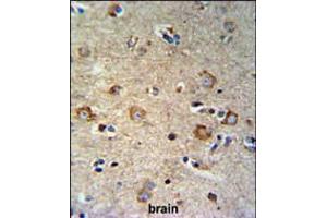 SETD6 Antibody IHC analysis in formalin fixed and paraffin embedded brain tissue followed by peroxidase conjugation of the secondary antibody and DAB staining.