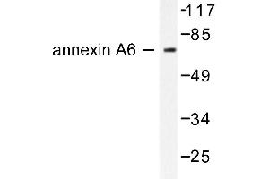 Image no. 1 for anti-Annexin A6 (ANXA6) antibody (ABIN265310) (ANXA6 antibody)
