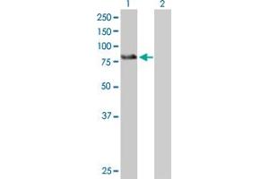 Western Blot analysis of ZBTB39 expression in transfected 293T cell line by ZBTB39 MaxPab polyclonal antibody. (ZBTB39 antibody  (AA 1-712))