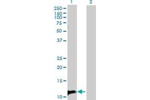Western Blot analysis of TANK expression in transfected 293T cell line by TANK MaxPab polyclonal antibody. (TANK antibody  (AA 1-119))