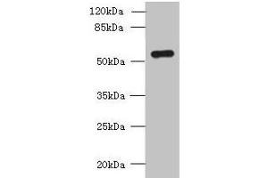 Western blot All lanes: SLC38A2 antibody at 1. (SLC38A2 antibody  (AA 1-76))
