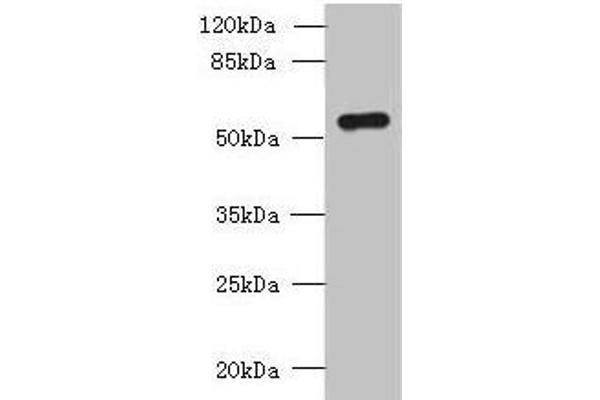 SLC38A2 antibody  (AA 1-76)