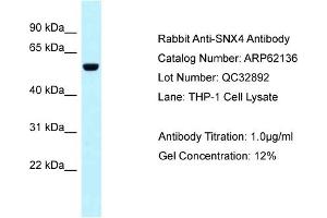 Western Blotting (WB) image for anti-Sorting Nexin 4 (SNX4) (C-Term) antibody (ABIN971752) (Sorting Nexin 4 antibody  (C-Term))