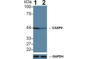 Western blot analysis of (1) Wild-type HeLa cell lysate, and (2) CASP9 knockout HeLa cell lysate, using Rabbit Anti-Human CASP9 Antibody (5 µg/ml) and HRP-conjugated Goat Anti-Mouse antibody (abx400001, 0.