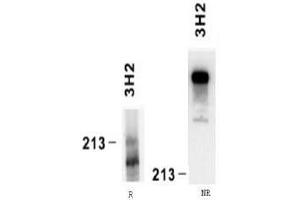 Western Blotting (WB) image for anti-Laminin, alpha 4 (LAMa4) antibody (ABIN781769) (LAMa4 antibody)