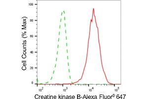 Flow cytometric analysis of Creatine kinase B expression in HeLa cells using Creatine kinase B antibody (ABIN7798162), 1:2,000).