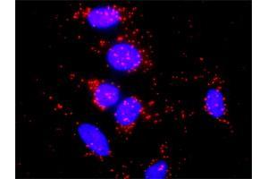 Proximity Ligation Analysis of protein-protein interactions between GNG7 and GNB5. (GNG7 antibody  (AA 1-68))