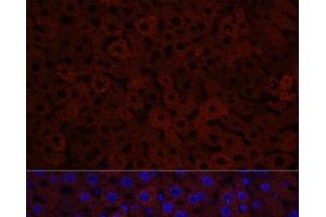 Immunofluorescence analysis of Mouse liver using CYP3A4 Polyclonal Antibody at dilution of 1:100.