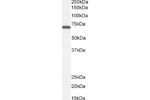 (ABIN185107) (0. (STXBP1 antibody  (C-Term))