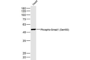 Mouse heart lysates probed with Phospho-Smad1 (Ser463) Polyclonal Antibody, Unconjugated  at 1:300 dilution and 4˚C overnight incubation. (SMAD1 antibody  (pSer463))