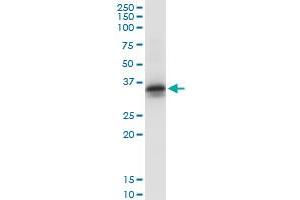 Immunoprecipitation of STX2 transfected lysate using anti-STX2 MaxPab rabbit polyclonal antibody and Protein A Magnetic Bead , and immunoblotted with STX2 purified MaxPab mouse polyclonal antibody (B01P) . (STX2 antibody  (AA 1-287))