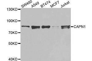 Western blot analysis of extracts of various cell lines, using CAPN1 antibody. (CAPNL1 antibody  (AA 20-330))