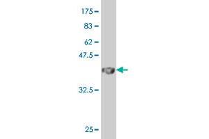 Western Blot detection against Immunogen (35. (MAFA antibody  (AA 222-308))