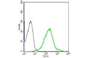 Human A549 cell lysates probed with Rabbit Anti-GHR Polyclonal Antibody, Unconjugated . (Growth Hormone Receptor antibody  (AA 101-200))