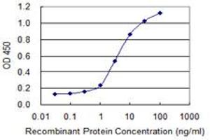 Detection limit for recombinant GST tagged DMC1 is 0. (DMC1 antibody  (AA 237-339))