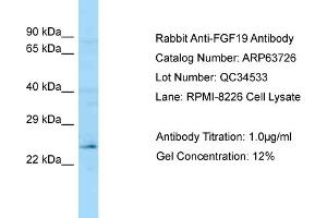 Western Blotting (WB) image for anti-Fibroblast Growth Factor 19 (FGF19) (C-Term) antibody (ABIN2789602)
