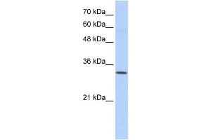 WB Suggested Anti-SFXN1 Antibody Titration:  0. (SFXN1 antibody  (N-Term))