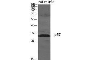 Western Blot (WB) analysis of specific cells using p57 Polyclonal Antibody. (P57 (N-Term) antibody)