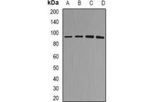 Western blot analysis of MDM2 expression in SHSY5Y (A), A549 (B), rat brain (C), rat lung (D) whole cell lysates. (MDM2 antibody)