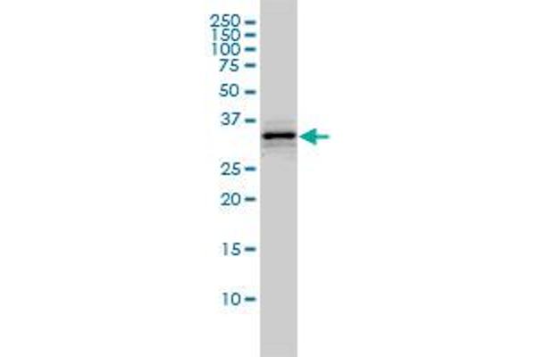 HMGCL antibody  (AA 1-325)