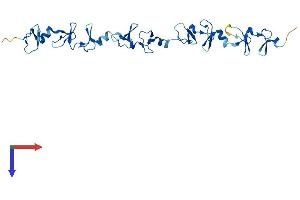 FHL5 Protein (AA 1-284) (His tag)