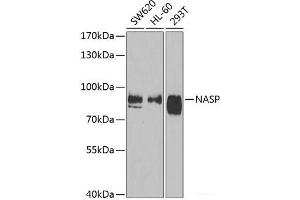 Western blot analysis of extracts of various cell lines using NASP Polyclonal Antibody at dilution of 1:1000. (NASP antibody)