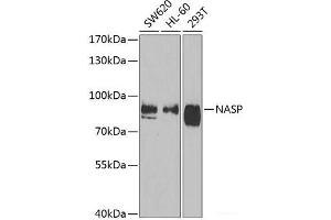 Western blot analysis of extracts of various cell lines using NASP Polyclonal Antibody at dilution of 1:1000.