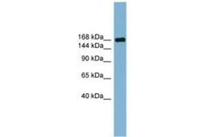 Image no. 1 for anti-Par-3 Partitioning Defective 3 Homolog (PARD3) (C-Term) antibody (ABIN6743131) (PARD3 antibody  (C-Term))