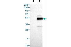 Western Blot analysis of Lane 1: negative control (vector only transfected HEK293T cell lysate) and Lane 2: over-expression lysate (co-expressed with a C-terminal myc-DDK tag in mammalian HEK293T cells) with FAIM3 polyclonal antibody .