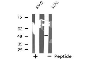 Western blot analysis of extracts from K562 cells, using MAZ antibody. (MAZ antibody  (N-Term))